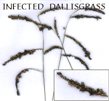 Infected Dallisgrass seed head infected by an ergot-like fungus.