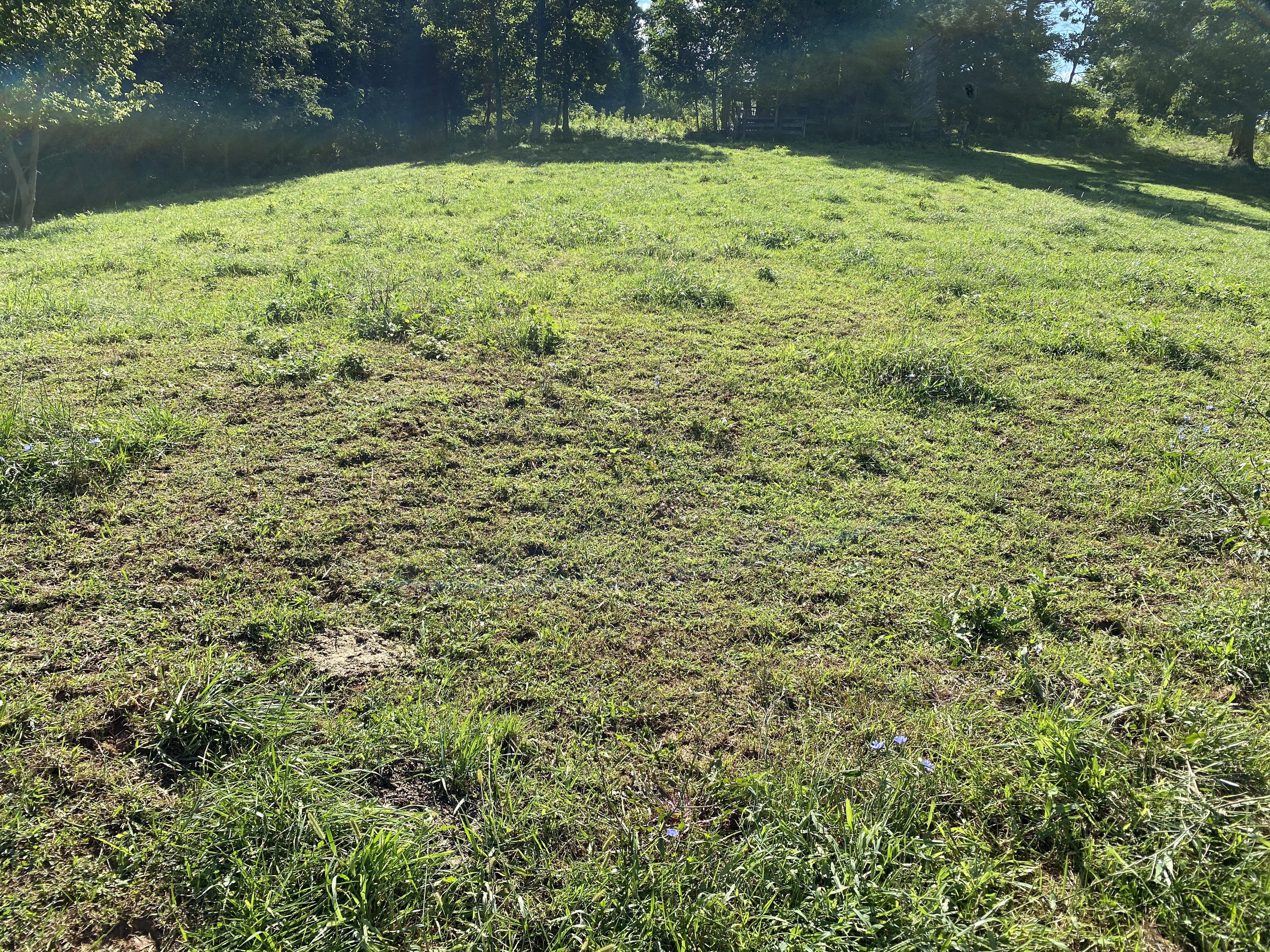 Pasture infected by fall armyworms with a patchy, overgrazed appearance
