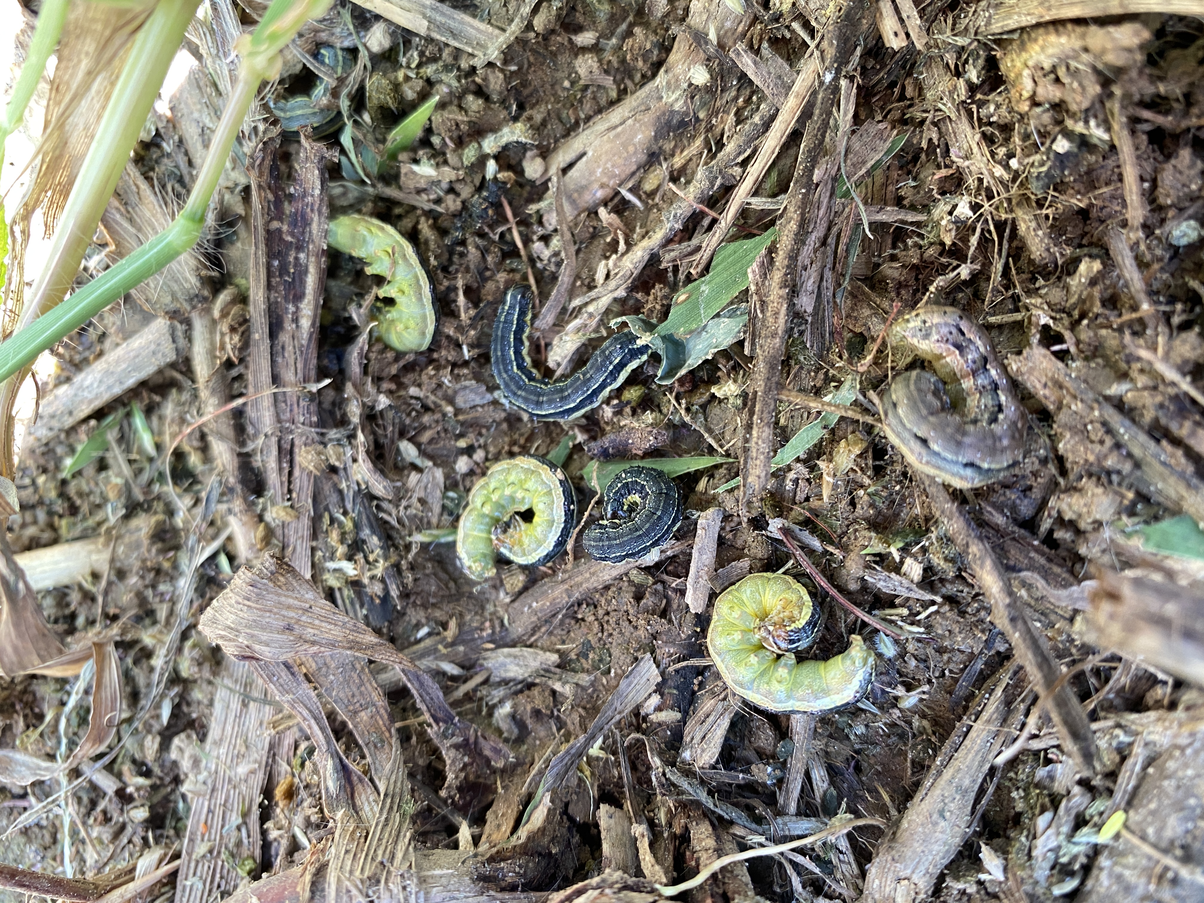 Armyworms in hiding in leaf litter 