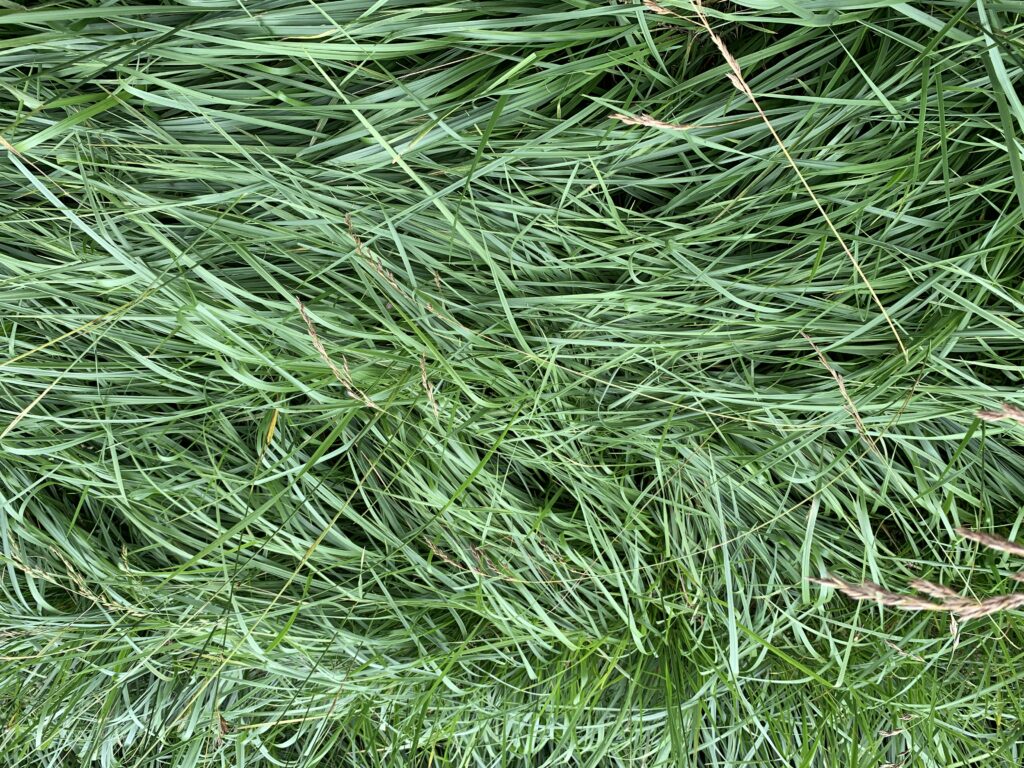 Tall Grass in a heap.